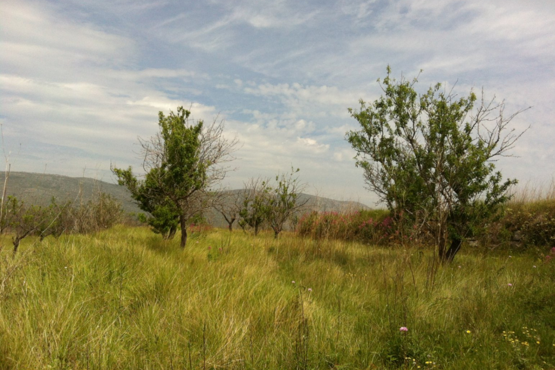 Reventa - Parcela/Terreno - Benissa - Partida Berdica Blanca