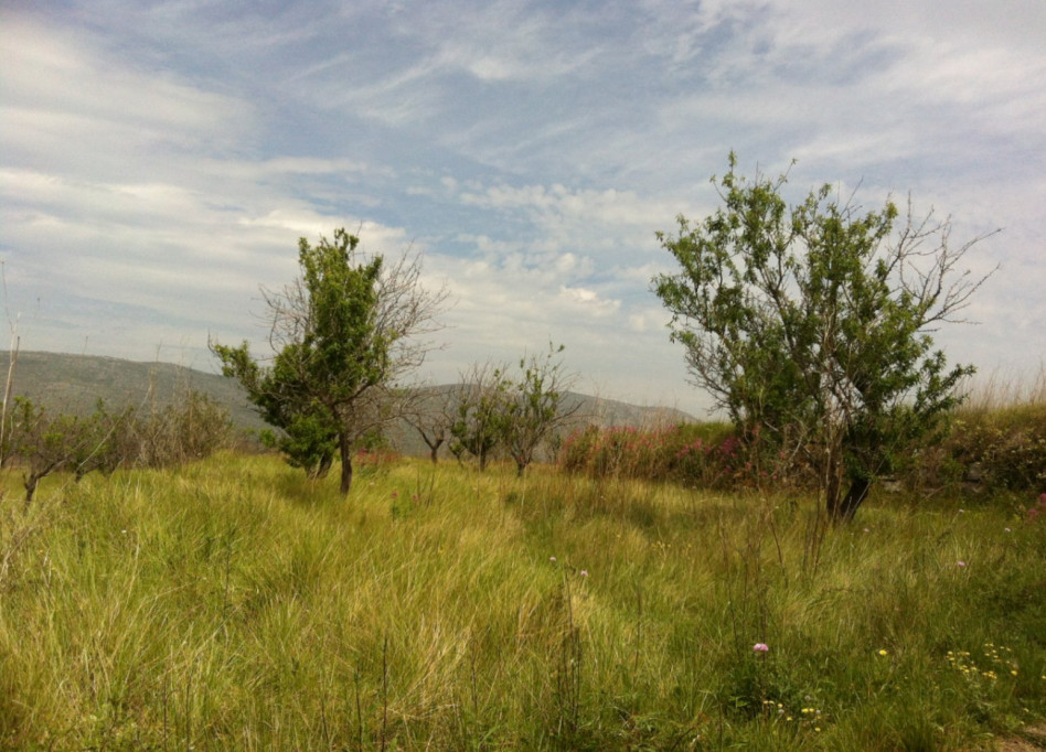 Reventa - Parcela/Terreno - Benissa - Partida Berdica Blanca