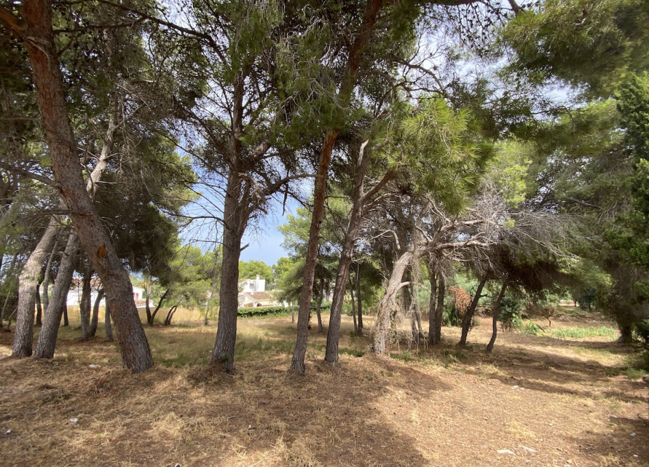 Reventa - Parcela/Terreno - Javea - Jávea